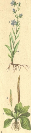 Рис. 3. Органы растения:  1 —корневые системы; 2 — стебли; 3 — цветки; 4 — листья колокольчика (вверху), подорожника (внизу).