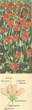 Рис. 4. Вверху — цветущие тюльпаны, внизу — схема строения цветка.
