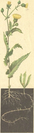 Рис. 12. Травянистое растение осот.