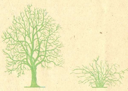 Рис. 11. Дерево и кустарник. Справа — схема.