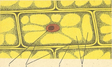 Рис. 17.  Строение клетки кожицы лука: 1 — ядро; 2 — цитоплазма; 3 — оболочка; 4 — вакуоли.
