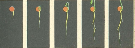 Рис. 21. Схема, показывающая последовательность прорастания семени.  Проращивание семян: 1— в растильне из пористой глины; 2 — в пробке, плавающей в воде; 3— в стакане с увлажненной промокательной бумагой.