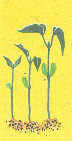 Рис. 26.  Схема опыта, показывающего, что рост растения зависит от запаса питательных веществ, находящихся в семядолях.