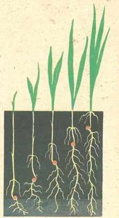 Рис. 27.  Схема опыта, показывающего влияние глубины заделки семян на их прорастание и развитие растения.