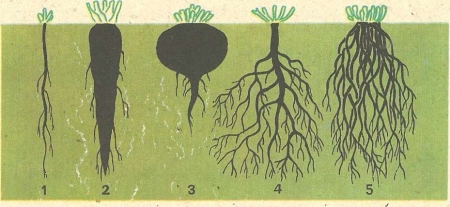 Рис. 31. Виды корневых систем: 1—4 — стержневая; 5 — мочковатая.