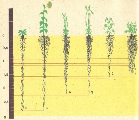 Рис. 33. Сравнительная длина корней культурных растений:  1 —картофель; 2—горох; 3— рожь; 4— пшеница; 5 — подсолнечник; 6 — сахарная свекла.