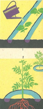 Рис. 45. Подкормка растений: 1 — в канавку; 2 — в лунку.