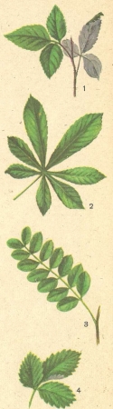 Клен листья простые или сложные