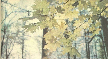 Рис. 68. Осенняя окраска листьев клена.