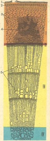 Рис. 77.  Часть поперечного среза с трехлетней ветки липы под микроскопом: I—кора, II — камбий; III — древесина; IV — сердцевина. 1 — кожица; 2 — пробка; 3 — клетки коры; 4 — лубяные волокна, среди них ситовидные трубки (более темные); 5 — сосуды древесины.