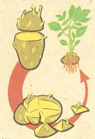 Рис. 89. Размножение картофеля верхушкой клубня и глазками (схема).
