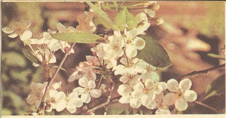 Рис. 91. Ветка цветущей вишни.