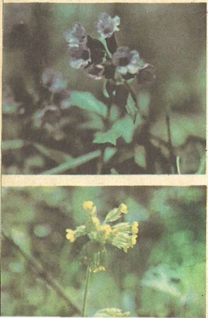 Рис. 117. Раннецветущие растения: 1 — медуница; 2 — первоцвет.