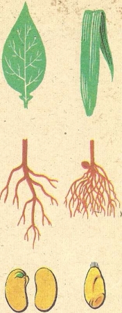 Рис. 122. Характерные признаки двудольных и однодольных растений.
