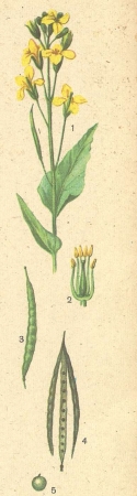 Соцветие и плоды капусты: 1—соцветие кисть; 2 — главные органы цветка тычинки и пестик; 3,4 — плод-стручок; 5 — семя.