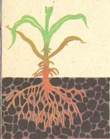 Рис. 146. Придаточные корни на стебле кукурузы.