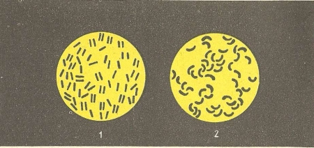Рис. 152. Болезнетворные бактерии (сильно увеличено): 1 — туберкулезные палочки; 2 — холерный вибрион.