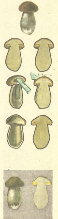 Рис. 160. Изготовление гербария грибов.