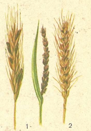 Рис. 162. Грибы-паразиты хлебных злаков: 1 — спорынья ржи; 2— головня на колосьях пшеницы.