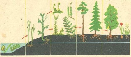 Рис. 179. Схема перехода растений к наземному образу жизни.