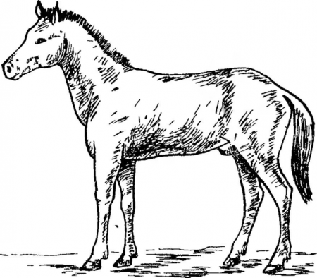 Рис. 14. Лошадь Мосбаха