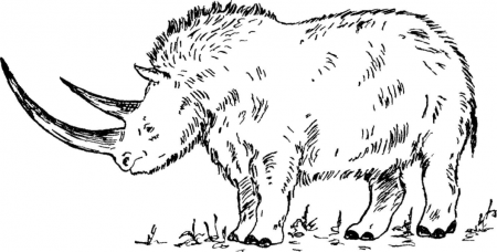 Рис 29 Шерстистый носорог