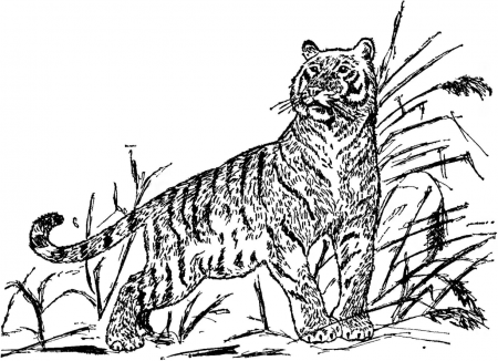Рис 36. Тигр