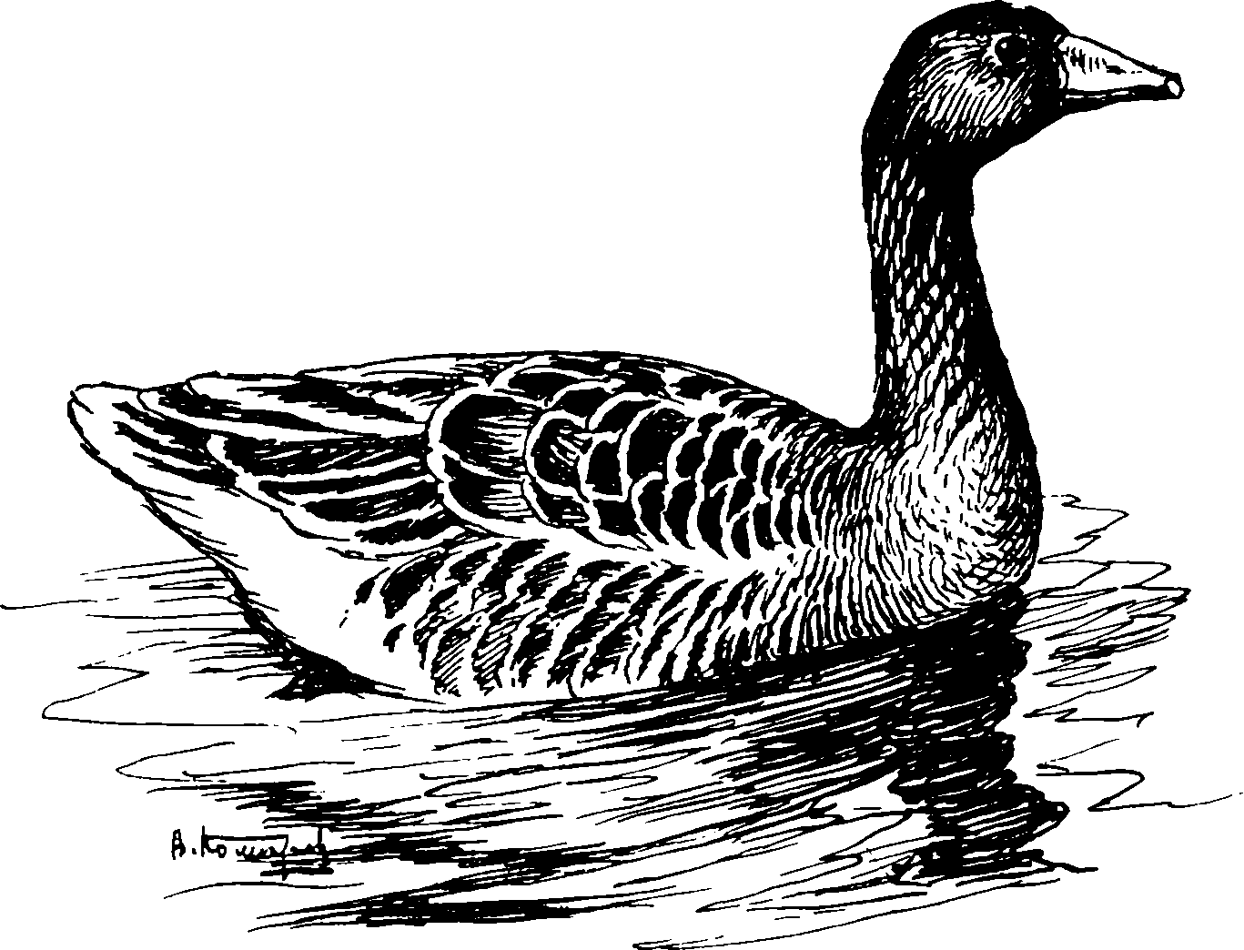 Рисунок дикого гуся