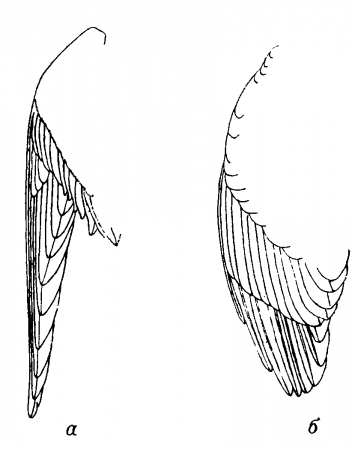Рис. 26. Крыло: а—кулика (крыло острое), б—рябчика (крыло тупое).