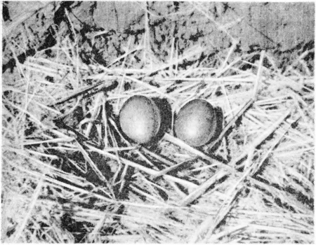 Рис. 49. Гнездо чернозобой гагары. Прибалхашье, дельта р. Аксу.  Фото Е. И. Страутмана.