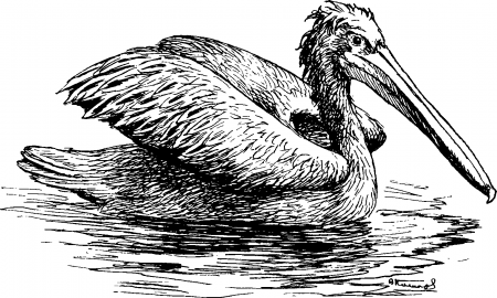 Рис. 58. Кудрявый пеликан.