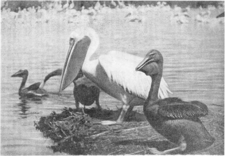 Рис. 62. На колонии розовых пеликанов. Озеро Аксу (Алакульская группа озер). фото Хабеева.
