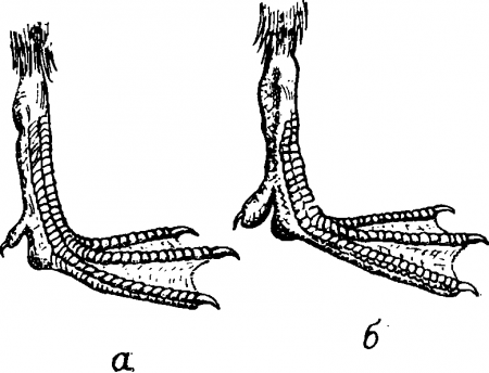 Рис. 96. Ноги утки (а) и чернети (б).