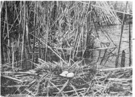 Рис. 99. Гнездо лебедя-кликуна. Озеро Сасыккуль. Фото Е. И. Страутмана.