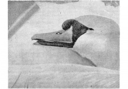 Рис. 101. Голова лебедя-шипуна. Фото И. Долгушина