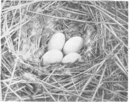Рис. 106. Гнездо серого гуся. Озеро Кармаккуль в низовьях Тургая. Фото И. Долгушина.