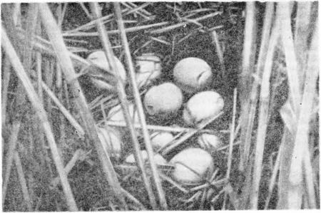 Рис. 130. Гнездо кряквы. Озеро Кургальджин. Фото В. Ф. Гаврина.