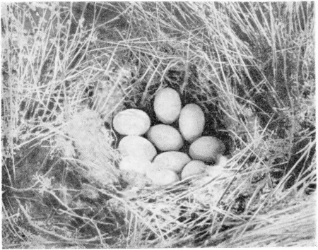 Рис. 137. Гнездо шилохвости (то же, что на рис. 136). Фото И. Долгушина.