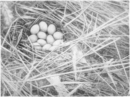Рис. 145. Гнездо белоглазой чернети. Озеро Сарыкуль, неподалеку от Талды-Кургана. Фото М, Н. Корелова.