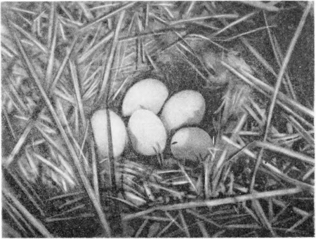 Рис. 150. Гнездо голубой чернети (то же, что на рис. 148 и 149). Фото И. Долгушина.